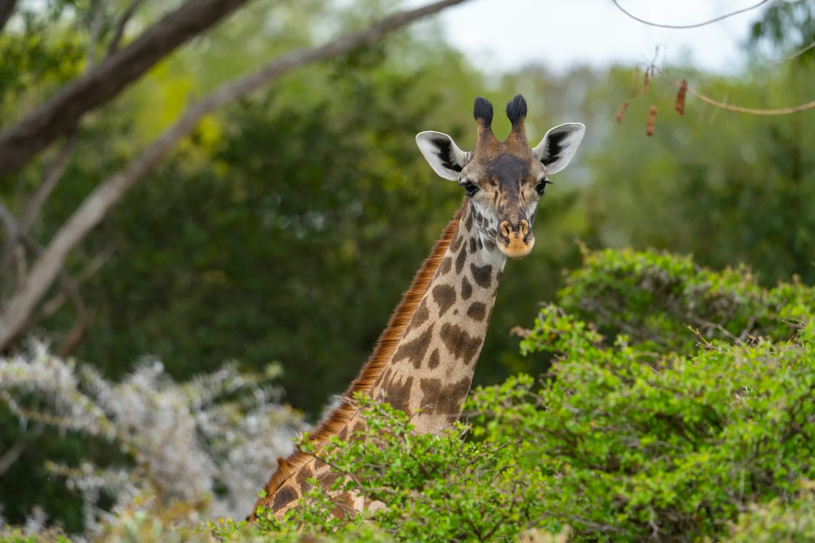 Tanzania journey inspiration