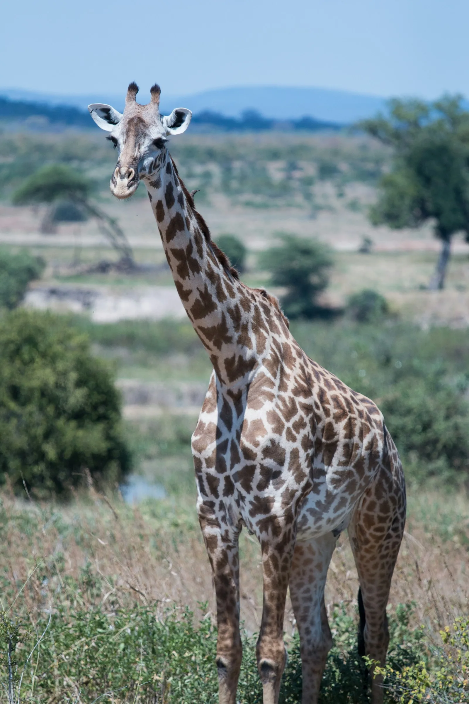Ruaha National Park