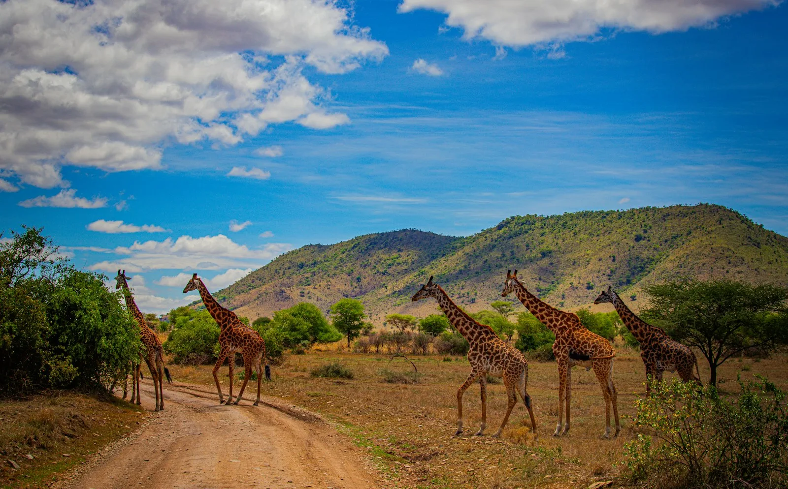 Giraffes in Tanzania